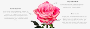 Amazing Rose - Rose Variety Magic Times