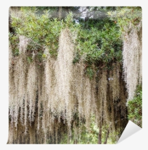 Close Up Of Spanish Moss Growing On Tree Wall Mural - Mousse Espagnole