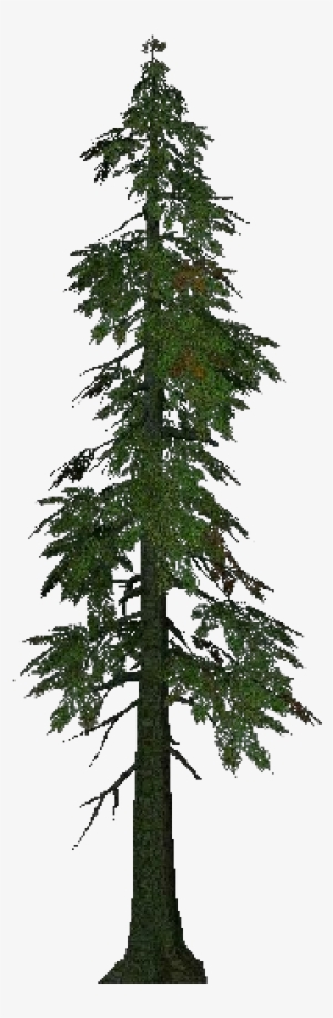3d Trees - Lawson Cypress - Arbol De Cipres Png