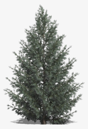 Tree-16 - Christmas Tree