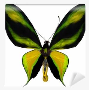 Illustration With Tropical Yellow And Green Butterfly - Butterflies