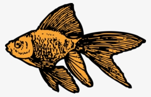 Goldfish Download Ornamental Fish Drawing - Goldfish Clip Art