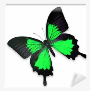 Beautiful Black And Green Butterfly Wall Mural • Pixers® - Butterfly