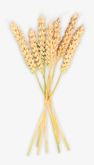 Genetically Modified Ingredients - Khorasan Wheat