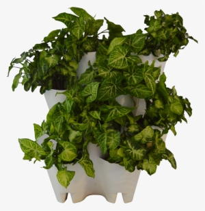 Green Wall From The Box - Flowerpot