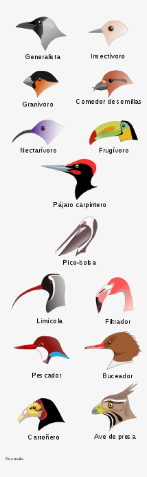 Birdbeaksa-es - Svg - Types Of Bird Heads