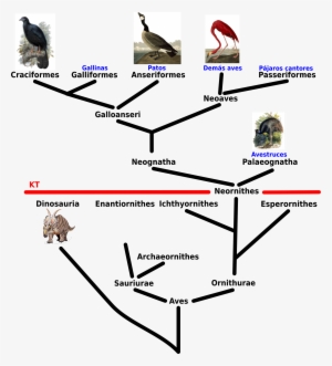 Open - Aves Phylogenetic Tree