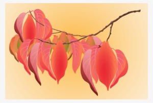 Cherry Autumn Leaves - Anthurium