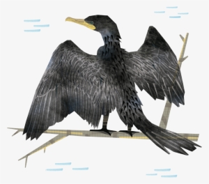 Los Pájaros De Un País, De Una Región, Son Parte De - Double Crested Cormorant