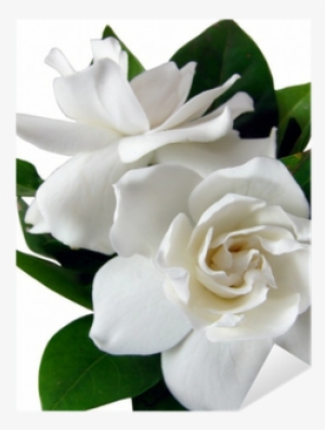 Gardenia's Isolated On White Background Sticker • Pixers® - Gardenia