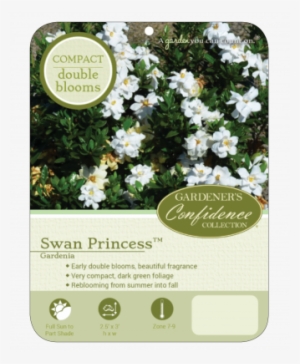 Plant Profile - The Swan Princess