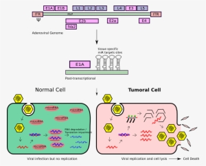 Oncolytic Adenovirus Controlled By Microrna Response - E1a E1b Adenovirus