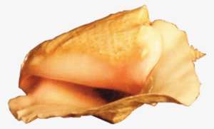 Free Png Conch Png Images Transparent - Conch Png