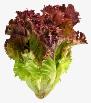 Red Leaf Lettuce- Organic - Red Lettuce