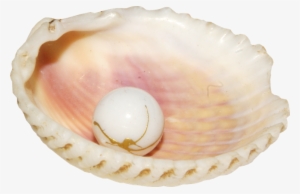 Conch Png - Pearl Shell Png