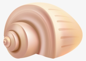 Conch Shell Png Clip Art - Portable Network Graphics
