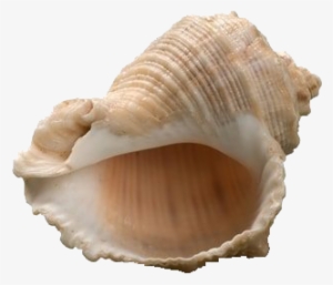 Lord Of The Flies Conch
