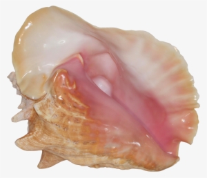 Pink Conch Shell Specimen On Chairish - Shell