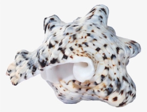 Seashell