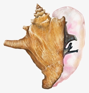 Conch Shell Free Png Image - Queen Conch Transparent