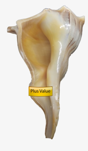 Valampuri Right Hand Conch Shell Dakshinavarti Shankh - Dakshinavarti Shankh