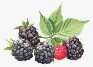 blackberries png download - amora png
