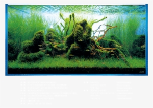 Nature Aquarium - Freshwater Aquarium