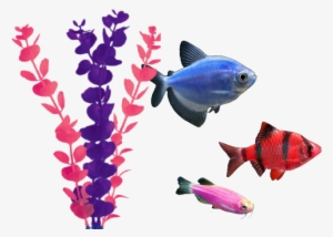 Adding Glofish® To Your Existing Aquarium - Glofish Transparent Background