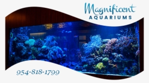 Luxury Aquarium - Florida