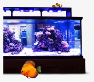 Image Module - Aquarium Lighting