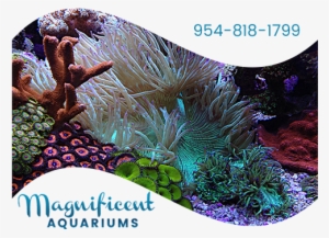 Fish Tank Service - Aquarium