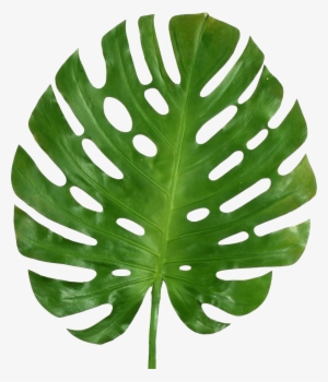Are Leaves The New Plants - Monstera Deliciosa Leaf Transparent