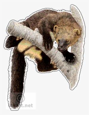 Fisher Art Decal - Fisher Animal Png