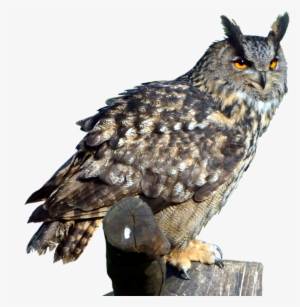 Great Horned Owl Png