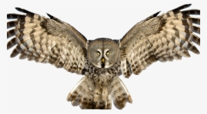 Owl Png