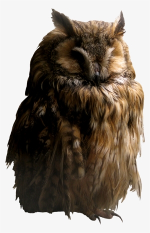 Owl Png - Transparent Background Owl Png