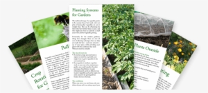 Veggie Gardening Guides And Tips - Gardening
