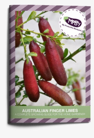 Australian Finger Limes A Complete Growing Guide For - Ảnh Chanh Ngón Tay
