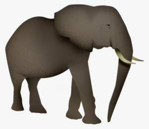 Elefante - Indian Elephant