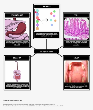 Digestive System Vocabulary - Catalizadores En La Digestion