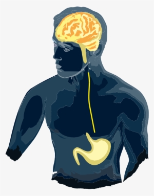 Our Lab's Primary Research Focus Is The Neurobiology - Brain Gut Irritable Bowel Syndrome