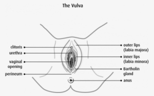 I Get Asked For "vaginal Piercings" On A Regular Basis, - Vulva Diagram Anatomy