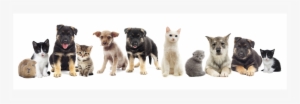 Perros Y Gatos Png - Kitten