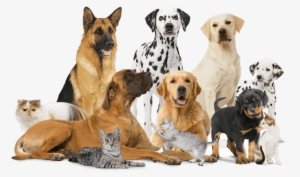 Perros Y Gatos Png - Royal Canin Perros Y Gatos