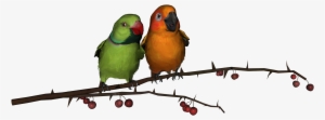 Lovebirds Free Images Only On Image X - Png Love Birds Hd