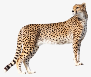Cheetah Png