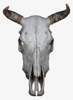 Skull, Bone, Beef, Skull And Crossbones, Weird, Death - Animals Skull Transparent Background