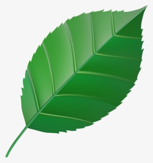 Green Leaf Transparent Clip Art Imageu200b Gallery - Clipart Color Green Leaf