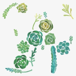 Cactaceae Watercolor Painting Succulent Plant Illustration - Cactus And Succulents Background