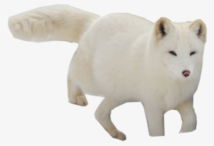 Arctic Snow Fox Png Image - Arctic Fox